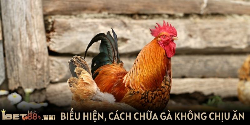 Biểu hiện và cách chữa gà không chịu ăn