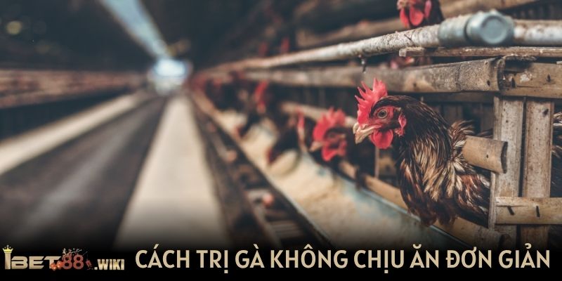 Cách trị gà không chịu ăn đơn giản nhưng hiệu quả