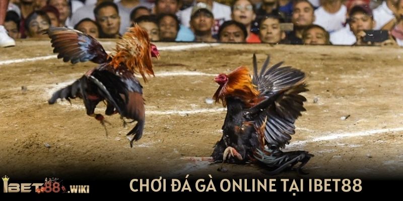 Chơi đá gà online nhanh chóng, uy tín tại IBET88