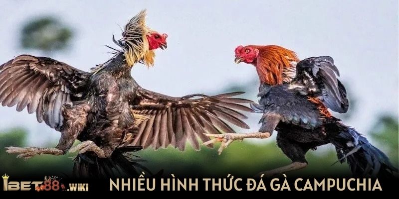 Có nhiều hình thức đá gà Campuchia hiện nay