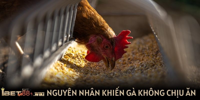 Có nhiều nguyên nhân khiến gà không chịu ăn