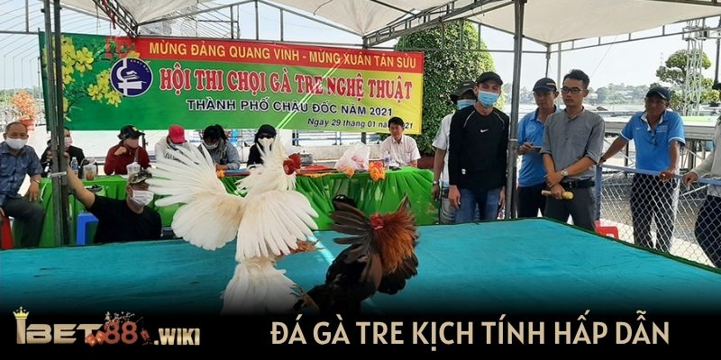 Đá gà tre kịch tính hấp dẫn