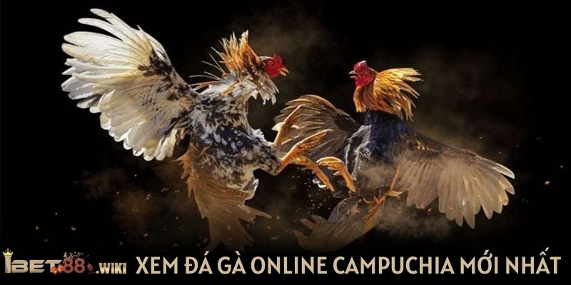 Xem đá gà online Campuchia mới nhất tại IBET88